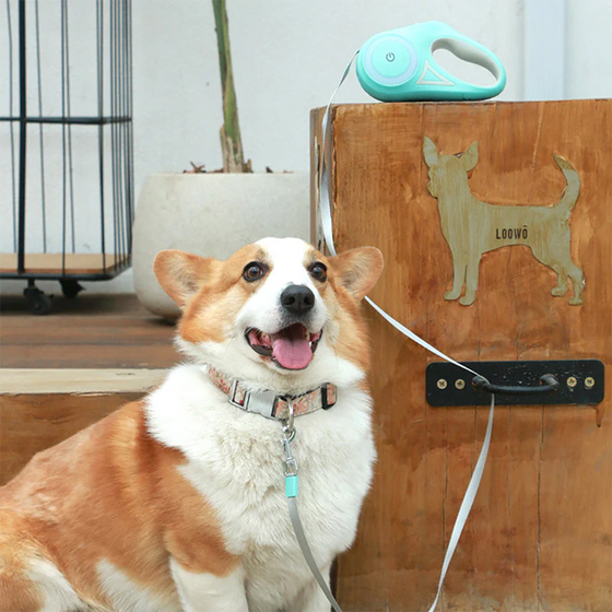 Touch-Aktivierte Automatische Einziehbare Hundeleine