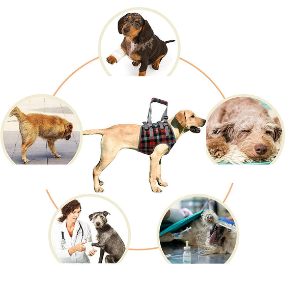 Orthopädischer Gurt für Hinterbeine