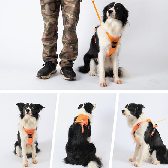 Geschirr mit integrierter Leine