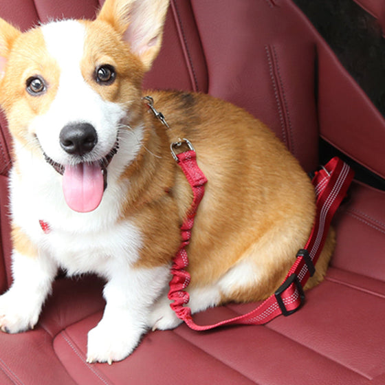 Sicherheitsgurt für Hunde