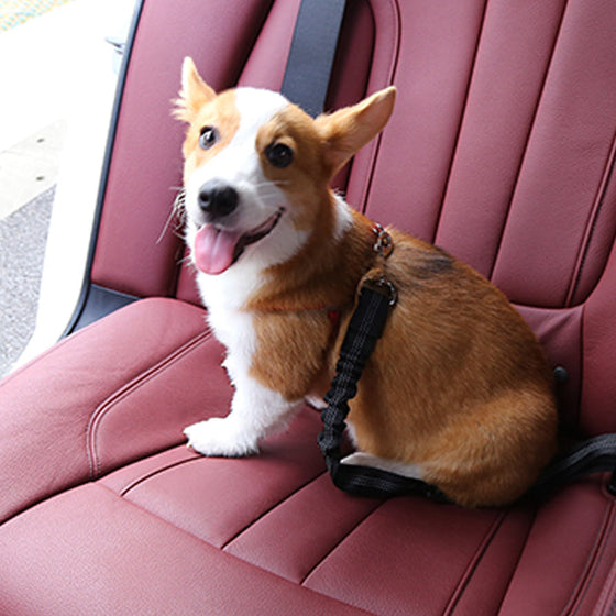 Sicherheitsgurt für Hunde