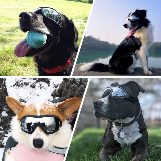 Outdoor-Hundebrille