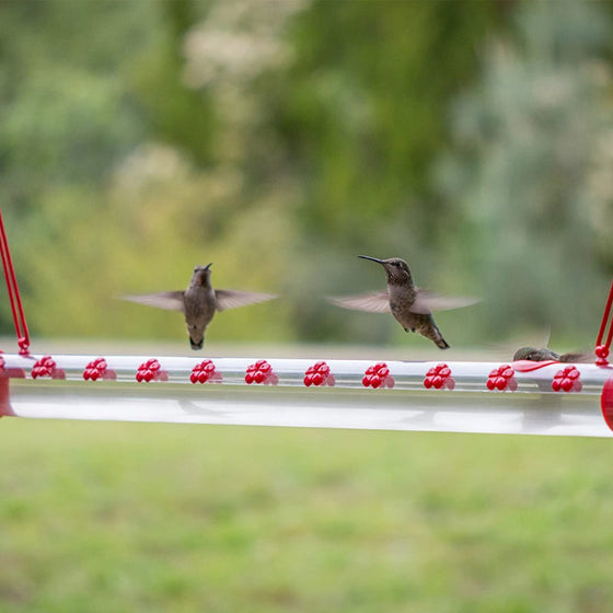 Blumenbar-Kolibri-Futterstation