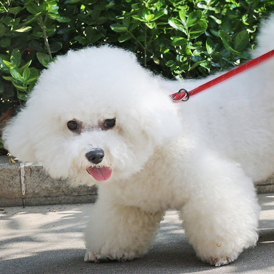 Freihändige Hundeleine