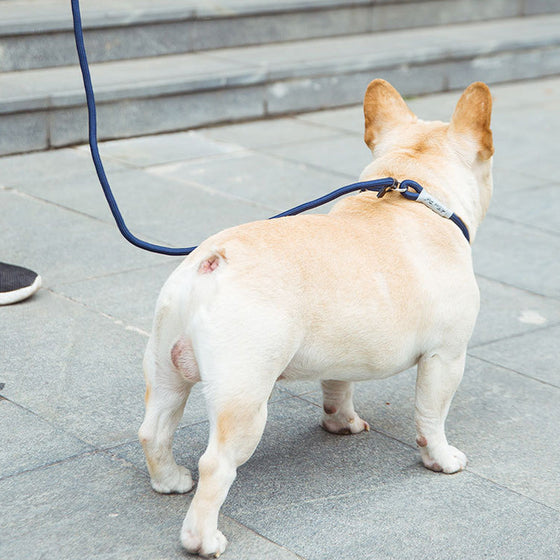 Freihändige Hundeleine