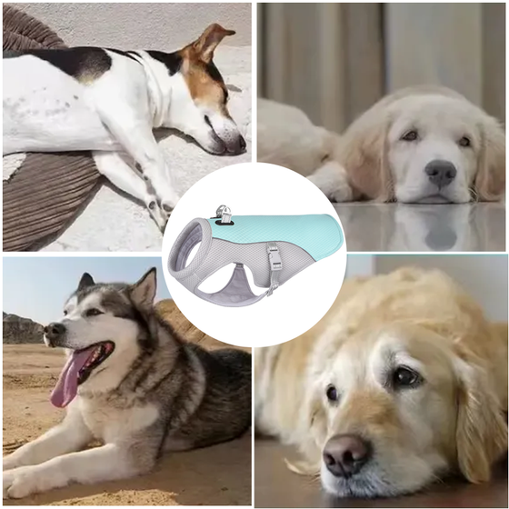 Sommer-Kühlweste für Haustiere