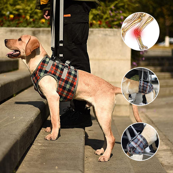 Orthopädischer Gurt für Hinterbeine