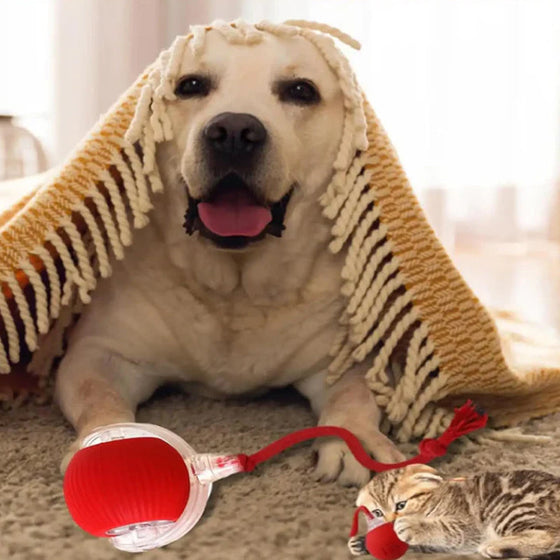 Intelligenter Interaktiver Katzenball