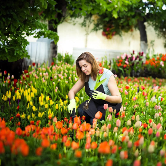 Garten Unkraut Ziehen Werkzeug